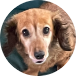 nagashimachibi